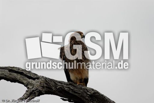 Wahlbergsadler (2 von 4).jpg